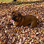 animal, autumn, brown_dog, canine, collar, daylight, dog, fall_leaves, grass, leaf_pile, leaves, lying_down, nature, outdoor, park, pet, playful, sunlight, tongue_out, tree_stump