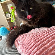Spooky is registered to the contest to win money with this photo: black_cat, cat, clock, close_up, cozy, cute, feline, fur, green_eyes, home, indoor, pet, pink_pillow, plush_toys, relaxed, shelf, soft_texture, tongue_out, toy, whiskers