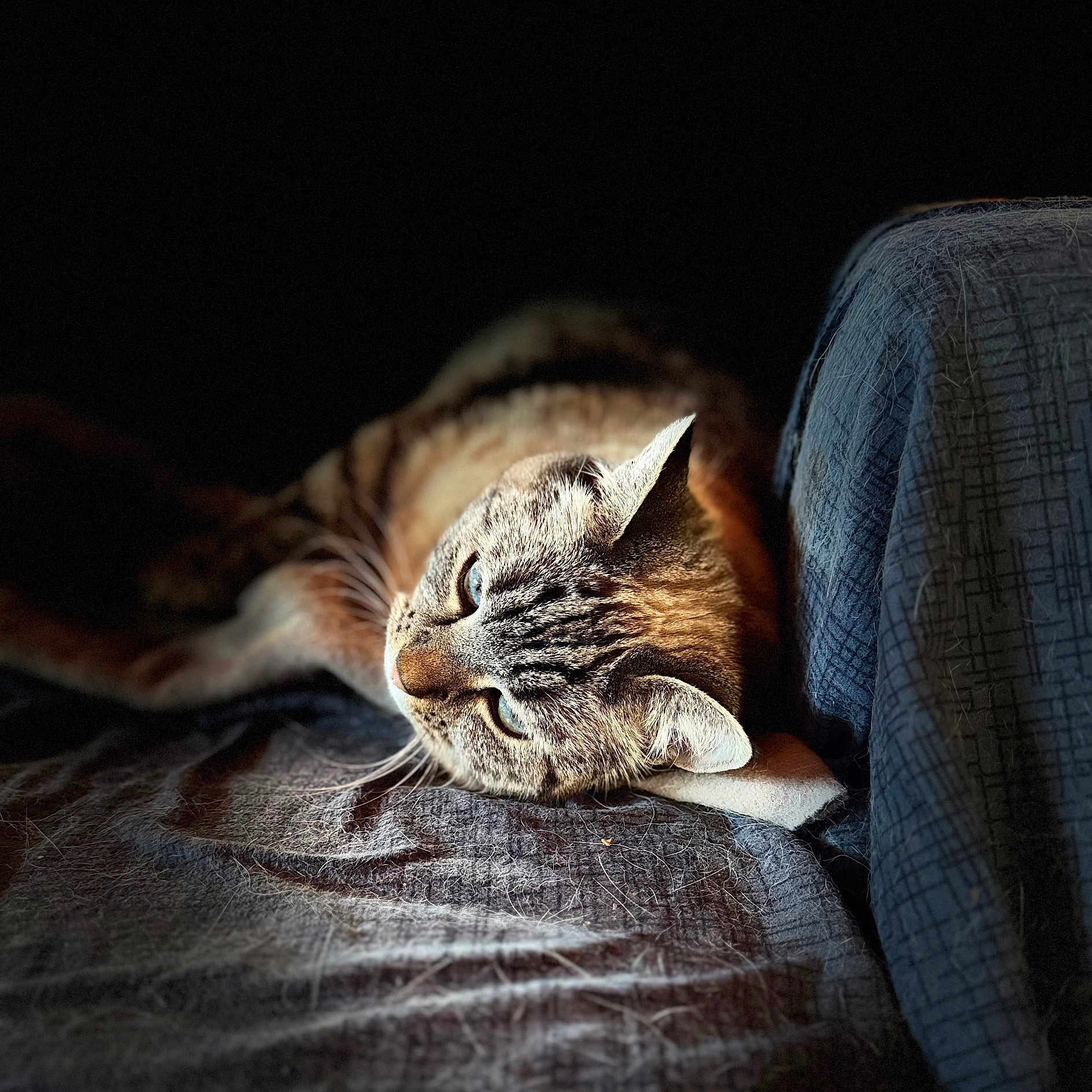 Moon a rejoint le concours — aidez-le/la à gagner de superbes lots ! animal, blanket, blue_eyes, cat, closeup, cozy, ears, feline, fur, indoor, pet, portrait, relaxed, resting, shadow, sleepy, soft_light, tabby, texture, whiskers