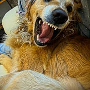 Shadow a rejoint le concours — aidez-le/la à gagner de superbes lots ! dog, golden_retriever, pet, smiling, happy, fur, animal, mouth_open, teeth, tongue, closeup, cute, domestic_animal, canine, laying_down, indoor, cozy, relaxed, friendly, portrait