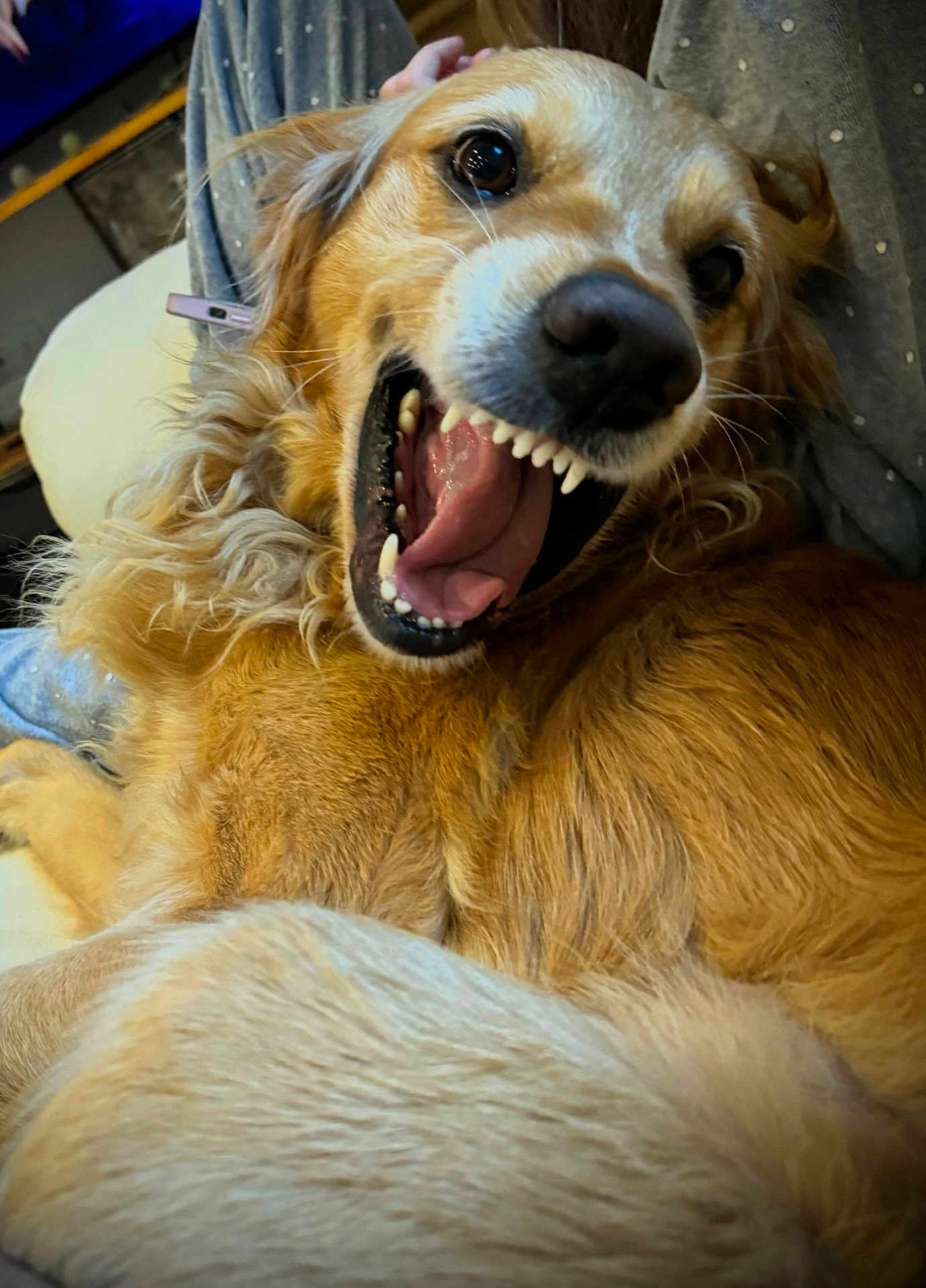 Shadow a rejoint le concours — aidez-le/la à gagner de superbes lots ! dog, golden_retriever, pet, smiling, happy, fur, animal, mouth_open, teeth, tongue, closeup, cute, domestic_animal, canine, laying_down, indoor, cozy, relaxed, friendly, portrait