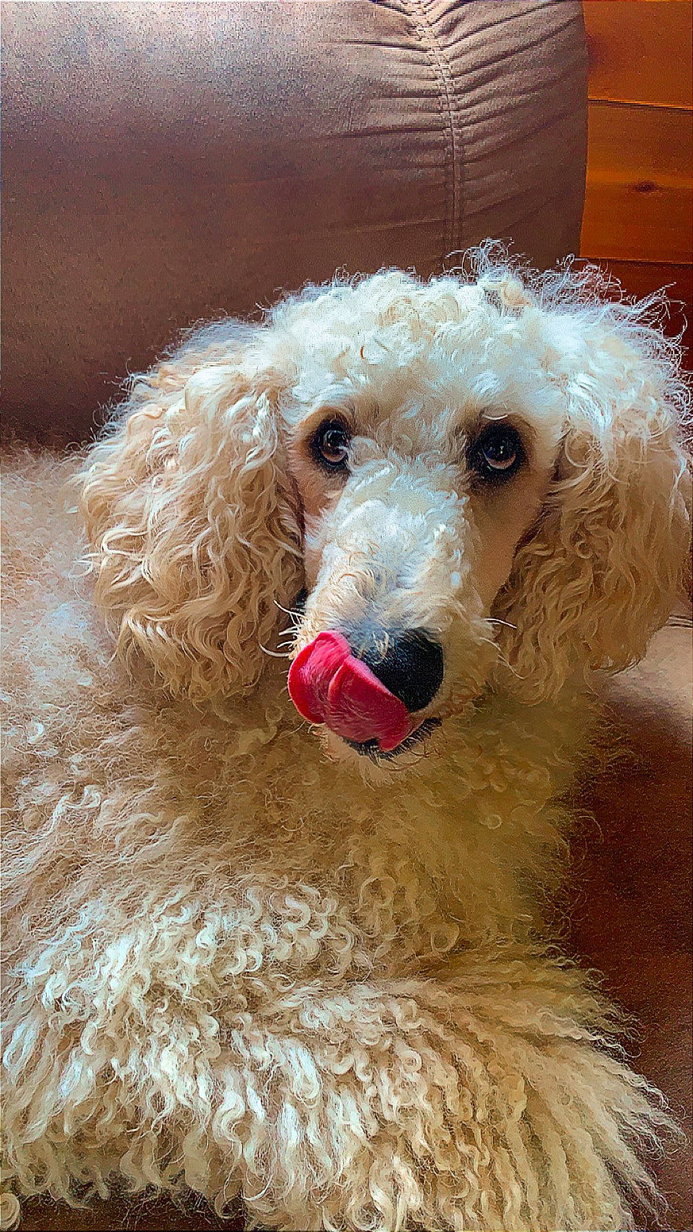 Bourbon joined the competition — help win amazing prizes! canidae, carnivore, collar, companion_dog, dog, dog_breed, dog_collar, dog_supply, fawn, fur, maltepoo, pet_supply, poodle, snout, sporting_group, standard_poodle, terrestrial_animal, toy_dog, water_dog, working_animal