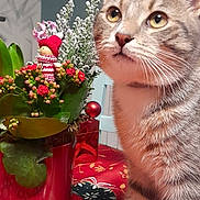 Ayrton participe au concours pour gagner de l'argent avec cette photo : cat, clock, curious, decor, doll, flower, golden_eyes, green, home, indoor, knitted_hat, knitted_scarf, pet, plant, potted_plant, red, spoon, tabby_cat, tablecloth, wall