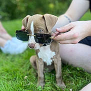 Venom a rejoint le concours — aidez-le/la à gagner de superbes lots ! accessories, animal, ball, canine, dog, face, glasses, grass, head, hound, lawn, person, pet, photography, plant, portrait, puppy, sport, sunglasses, tennis