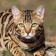 Heidi participe au concours pour gagner de l'argent avec cette photo : cat, bengal_cat, green_eyes, whiskers, fur, striped, animal, pet, outdoor, nature, grass, leaves, closeup, mammal, face, feline, resting, wild_look, portrait, sunlight