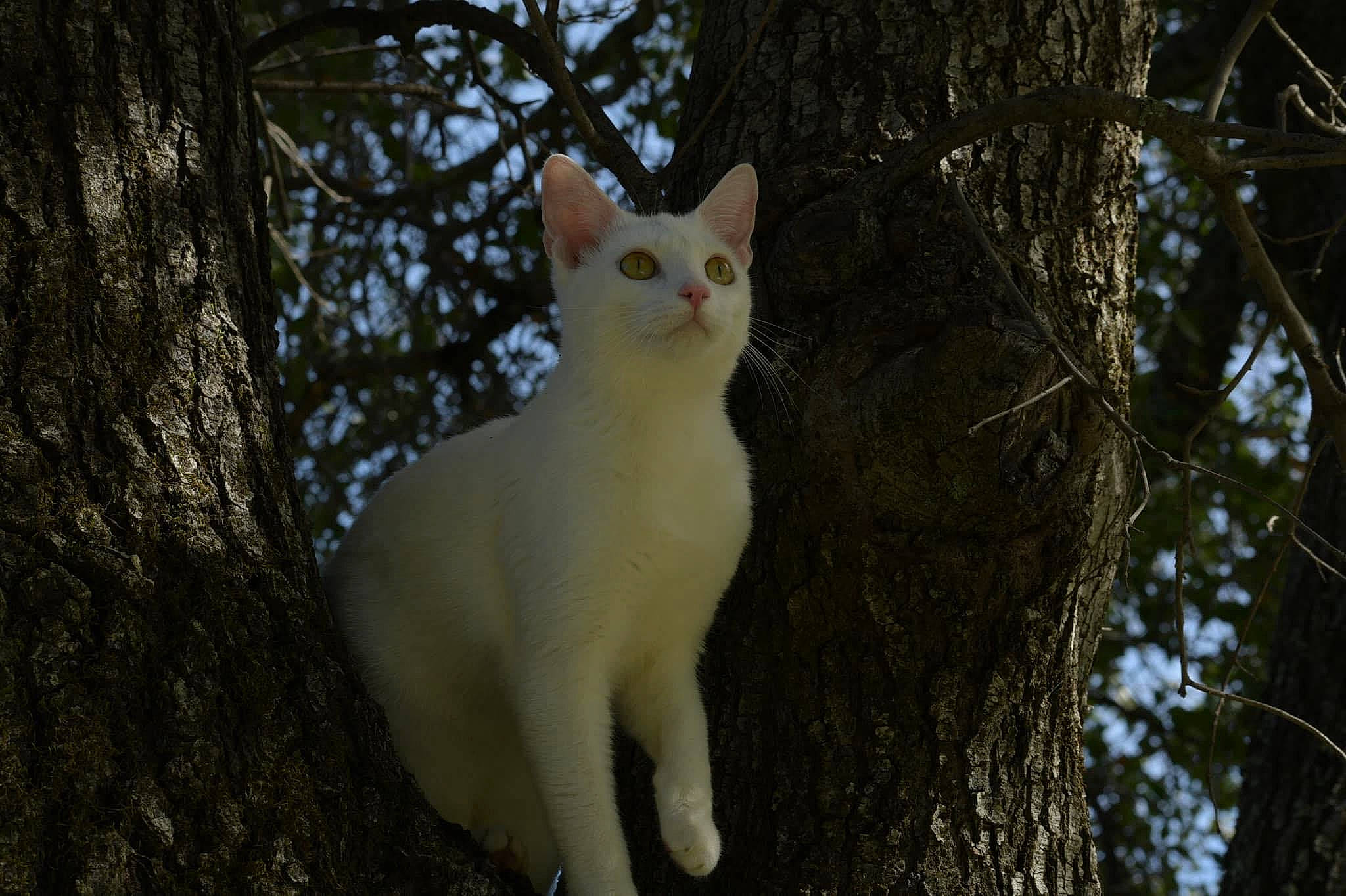 Squishy is registered to the contest to win money with this photo: branch, carnivore, cat, domestic_short_haired_cat, eye, fawn, felidae, forest, fur, grass, organism, plant, small_to_medium_sized_cats, snout, tail, tree, trunk, twig, whiskers, wood