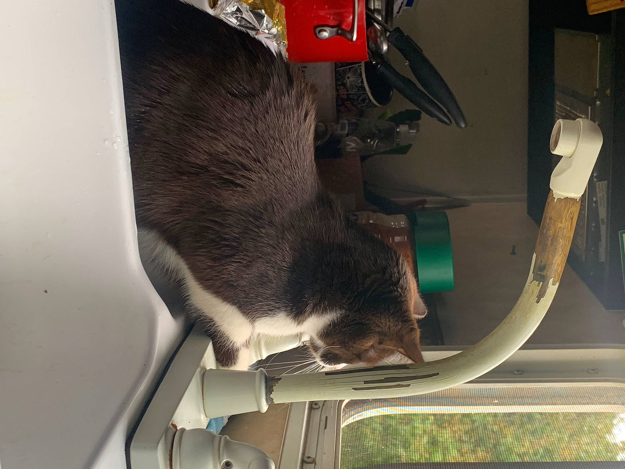 Cooper joined the competition — help win amazing prizes! automotive_tire, domestic_short_haired_cat, fawn, felidae, fender, fur, plant, small_to_medium_sized_cats, snout, sporting_group, tail, tints_and_shades, tire, tree, vehicle, vehicle_door, wheel, windshield, wood, working_animal