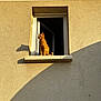 cat, window, sunlight, shadow, building, roof, tiles, orange_cat, outdoor, wall, daylight, pet, animal, house, windowsill, sunny, quiet, resting, texture, architecture