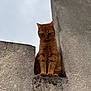 cat, orange_tabby, concrete, wall, urban, outdoor, sky, curious, animal, feline, looking_down, texture, gray, building, architecture, pet, alone, daylight, vertical, closeup