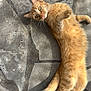 Nita a rejoint le concours — aidez-le/la à gagner de superbes lots ! cat, ginger_cat, pet, animal, feline, lying_down, outdoor, stone_pavement, curious, paw, tail, whiskers, fur, relaxed, daylight, looking_up, playful, cute, domestic_cat, resting