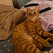 Nita participe au concours pour gagner de l'argent avec cette photo : cat, orange_tabby, pet, animal, indoor, blanket, remote_control, cozy, fur, whiskers, curious, resting, soft_texture, couch, furniture, cute, domestic_cat, relaxing, mammal, tabby_pattern