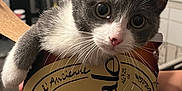 Louna a rejoint le concours — aidez-le/la à gagner de superbes lots ! animal, beer_box, box, cat, curious, cute, domestic_cat, feline, gray_cat, hand, indoor, kitchen, kitten, pet, pink_nose, playful, whiskers, white_cat, wide_eyes, young_cat