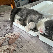 Louna participe au concours pour gagner de l'argent avec cette photo : animal, cat, closeup, curious, cute, domestic_cat, fur, gray_cat, indoor, kitten, paw, pet, pink_nose, playful, resting, small, tablecloth, tray, whiskers, white_paws
