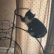 Louna a rejoint le concours — aidez-le/la à gagner de superbes lots ! animal, bicycle_stand, black_and_white, cat, cozy, curtain, cute, decor, furniture, heart_pattern, indoor, kitten, light, perched, pet, playful, shadow, small, window, wrought_iron