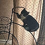 animal, bicycle_stand, black_and_white, cat, cozy, curtain, cute, decor, furniture, heart_pattern, indoor, kitten, light, perched, pet, playful, shadow, small, window, wrought_iron