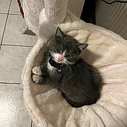 Louna a rejoint le concours — aidez-le/la à gagner de superbes lots ! kitten, cat, pet, indoor, feline, collar, bell, plush_bed, soft, gray, white, cute, young, animal, resting, floor_tiles, fur, small, domestic, comfortable