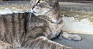 Socrates is registered to the contest to win money with this photo: cat, gray_tabby, animal, pet, feline, whiskers, outdoor, door, wood, peeling_paint, stone_floor, relaxed, resting, side_view, fur, ears, eyes, paw, sunlight, shadow