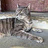 cat, gray_tabby, animal, pet, feline, whiskers, outdoor, door, wood, peeling_paint, stone_floor, relaxed, resting, side_view, fur, ears, eyes, paw, sunlight, shadow