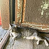 cat, gray_tabby, wooden_floor, old_door, rustic, peeling_paint, relaxed, indoor, animal, pet, feline, laying_down, quiet, texture, natural_light, closeup, vintage, doorframe, resting, cozy