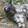 cat, grey_tabby, animal, outdoor, nature, grass, dirt, stone, leaf, plant, feline, resting, curious, fur, whiskers, paw, pet, mammal, closeup, relaxing