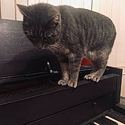 Socrates joined the competition — help win amazing prizes! cat, tabby_cat, piano, musical_instrument, indoor, pet, striped, curious, black_piano, keys, wooden, furniture, animal, mammal, domestic_cat, whiskers, ears, standing, close_up, house