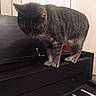 cat, tabby_cat, piano, musical_instrument, indoor, pet, striped, curious, black_piano, keys, wooden, furniture, animal, mammal, domestic_cat, whiskers, ears, standing, close_up, house