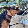 Mindy joined the competition — help win amazing prizes! dog, german_shepherd, purple_collar, side_profile, outdoor, patio, stone_floor, metal_chair, metal_table, potted_plant, flowers, greenery, garden, leash, furniture, daylight, nature, pet, animal, canine