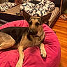 dog, german_shepherd, bean_bag, bedroom, bed, bedding, patterned_bedding, wooden_floor, pet, indoors, relaxed, resting, furniture, collar, flooring, comfort, canine, animal, domestic, fur