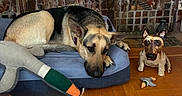 Mindy is registered to the contest to win money with this photo: animal, black, blue, brown, ceramic_sculpture, companion, decor, dog, dog_bed, german_shepherd, household, indoor, pet, plush_toy, quiet, relaxed, resting, tile_wall, toy, wooden_floor
