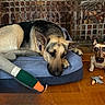 Mindy is registered to the contest to win money with this photo: dog, german_shepherd, plush_toy, ceramic_sculpture, dog_bed, wooden_floor, resting, pet, indoor, animal, toy, brown, black, blue, tile_wall, decor, quiet, companion, relaxed, household