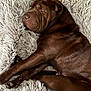 animal, brown, canine, companion, cozy, cute, dog, domestic, fluffy_rug, fur, home, indoor, lying_down, mammal, pet, puppy, relaxed, resting, sleepy, wrinkly