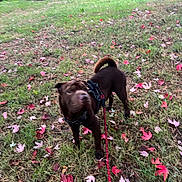 Oscar participe au concours pour gagner de l'argent avec cette photo : animal, autumn, blur, brown_dog, canine, curious, daylight, dog, fall, grass, greenery, harness, leash, leaves, nature, outdoor, park, pet, red_leaves, walking