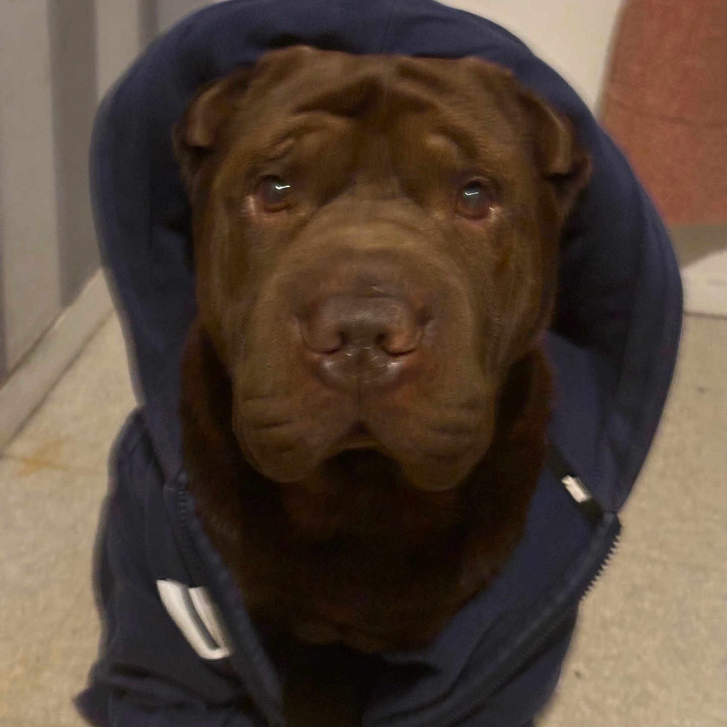 Oscar a rejoint le concours — aidez-le/la à gagner de superbes lots ! animal, apparel, brown_dog, canine, clothing, companion, cozy, cute, cute_pet, dog, domestic_animal, floor, furry, hoodie, indoor, looking_up, mammal, pet, portrait, sitting