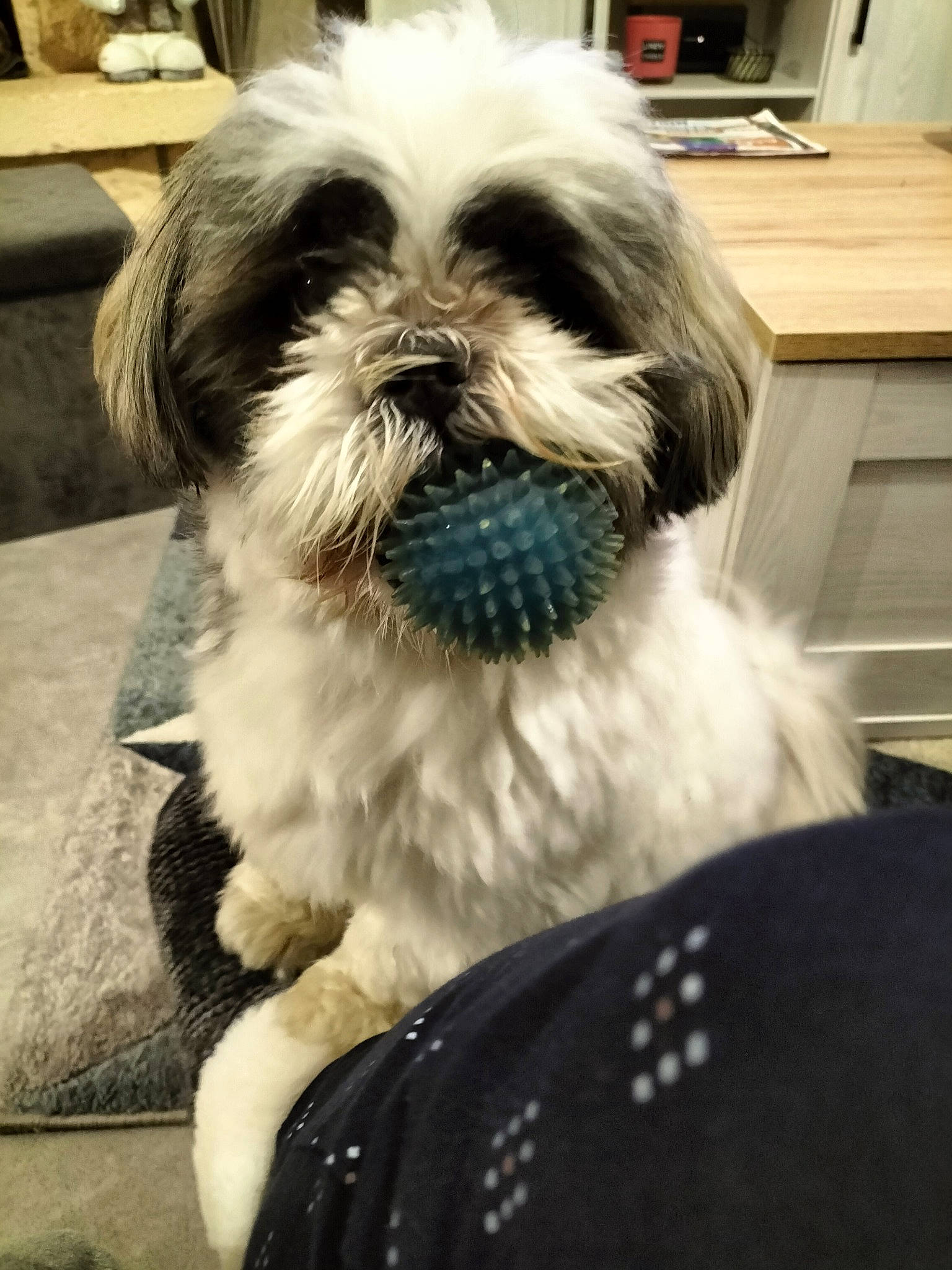 Maxou a rejoint le concours — aidez-le/la à gagner de superbes lots ! cabinetry, canidae, carnivore, companion_dog, dog, dog_breed, fur, liver, maltepoo, non_sporting_group, shih_poo, shih_tzu, small_terrier, snout, sporting_group, terrier, toy_dog, working_animal