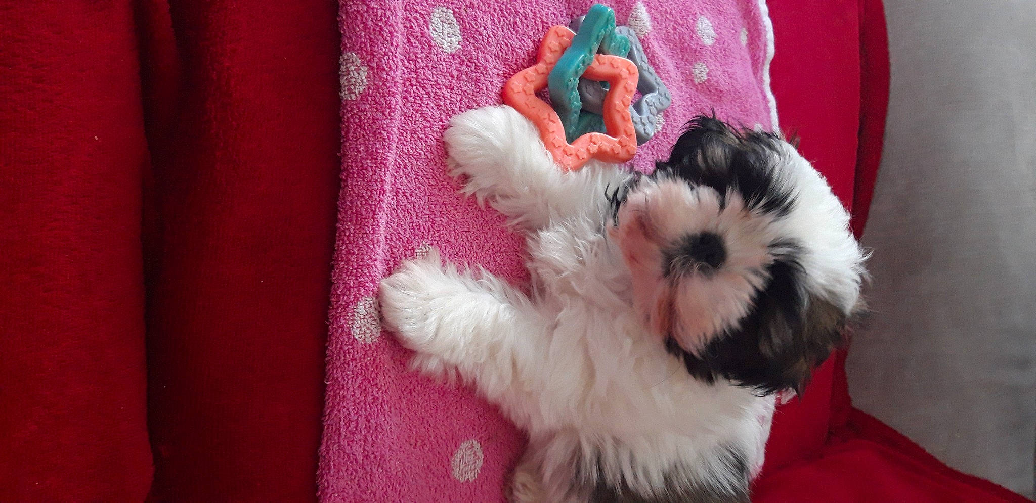 Maxou participe au concours pour gagner de l'argent avec cette photo : canidae, carnivore, comfort, companion_dog, dog, dog_breed, dog_supply, fur, magenta, mal_shi, pattern, paw, pink, shih_tzu, sporting_group, terrier, toy_dog, working_animal, woven_fabric, yorkipoo