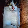 cat, heterochromia, close_up, pet, scratching_post, animal, feline, whiskers, paw, indoor, curious, calm, nose, ears, fur, domestic_animal, portrait, eye_color, cute, looking