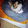 kitten, cat, blanket, knitted, orange_striped, toy, plush, floor, tile_floor, cozy, curious, indoor, pet, fur, whiskers, ears, resting, animal, domestic, cute