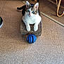 cat, blue_eyes, cardboard_scratcher, toy_ball, indoor, floor, furniture, curious, pet, animal, tabby, white_fur, relaxed, closeup, domestic, cute, looking_up, cozy, home, playful