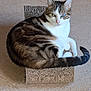 cat, tabby, pet, animal, feline, scratcher, cardboard, floor, indoor, curious, relaxed, whiskers, tail, ears, paws, fur, striped, cute, resting, looking