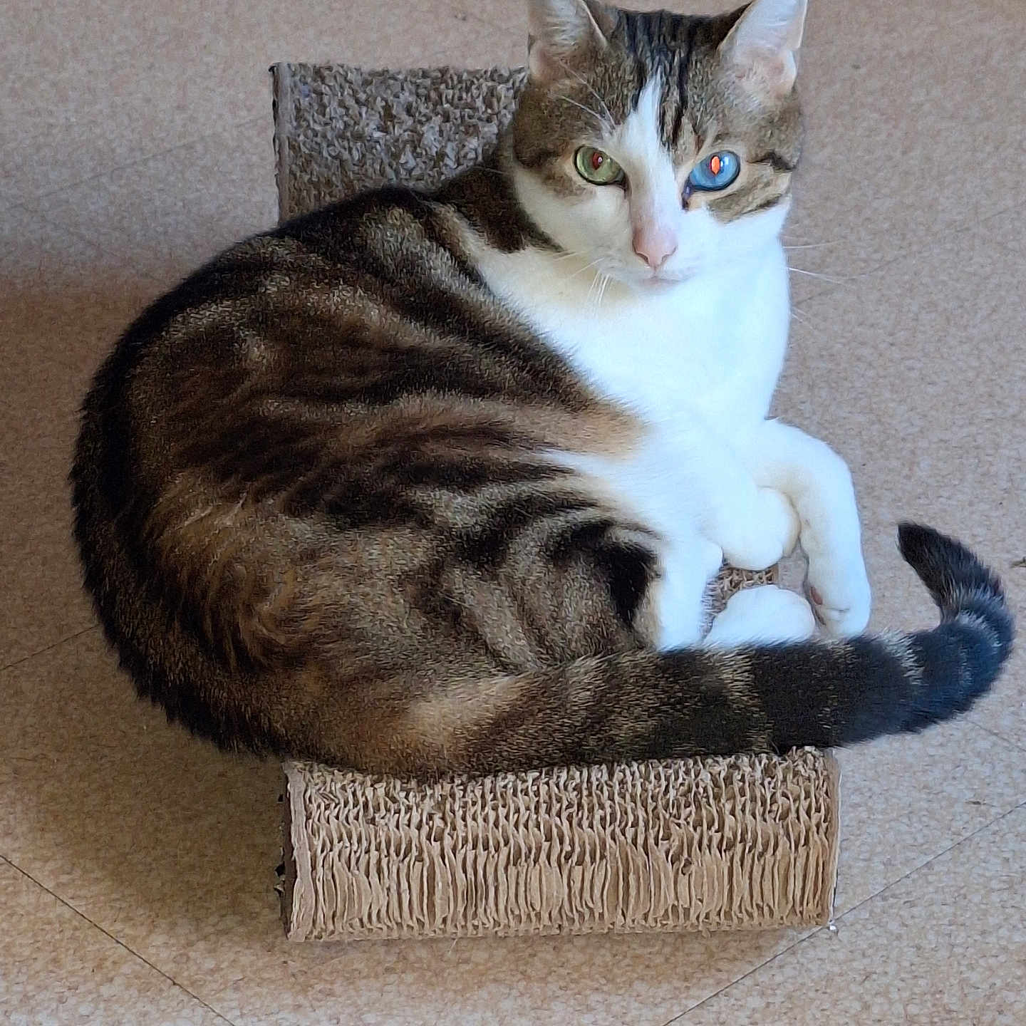 Ghandi a rejoint le concours — aidez-le/la à gagner de superbes lots ! animal, cardboard, cat, curious, cute, ears, feline, floor, fur, indoor, looking, paws, pet, relaxed, resting, scratcher, striped, tabby, tail, whiskers