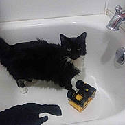 Tuxi is registered to the contest to win money with this photo: cat, bathtub, toy_truck, black_and_white, pet, animal, faucet, bathroom, sock, curious, indoor, white, fur, paw, whiskers, domestic, household, standing, looking_up, clean