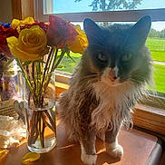 Jax joined the competition — help win amazing prizes! cat, flower_vase, roses, window, sunlight, table, indoor, pet, gray_cat, white_paws, greenery, wooden_surface, glass, natural_light, plant_stems, houseplant, domestic_cat, feline, fluffy_cat, bright_day