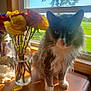 cat, flower_vase, roses, window, sunlight, table, indoor, pet, gray_cat, white_paws, greenery, wooden_surface, glass, natural_light, plant_stems, houseplant, domestic_cat, feline, fluffy_cat, bright_day