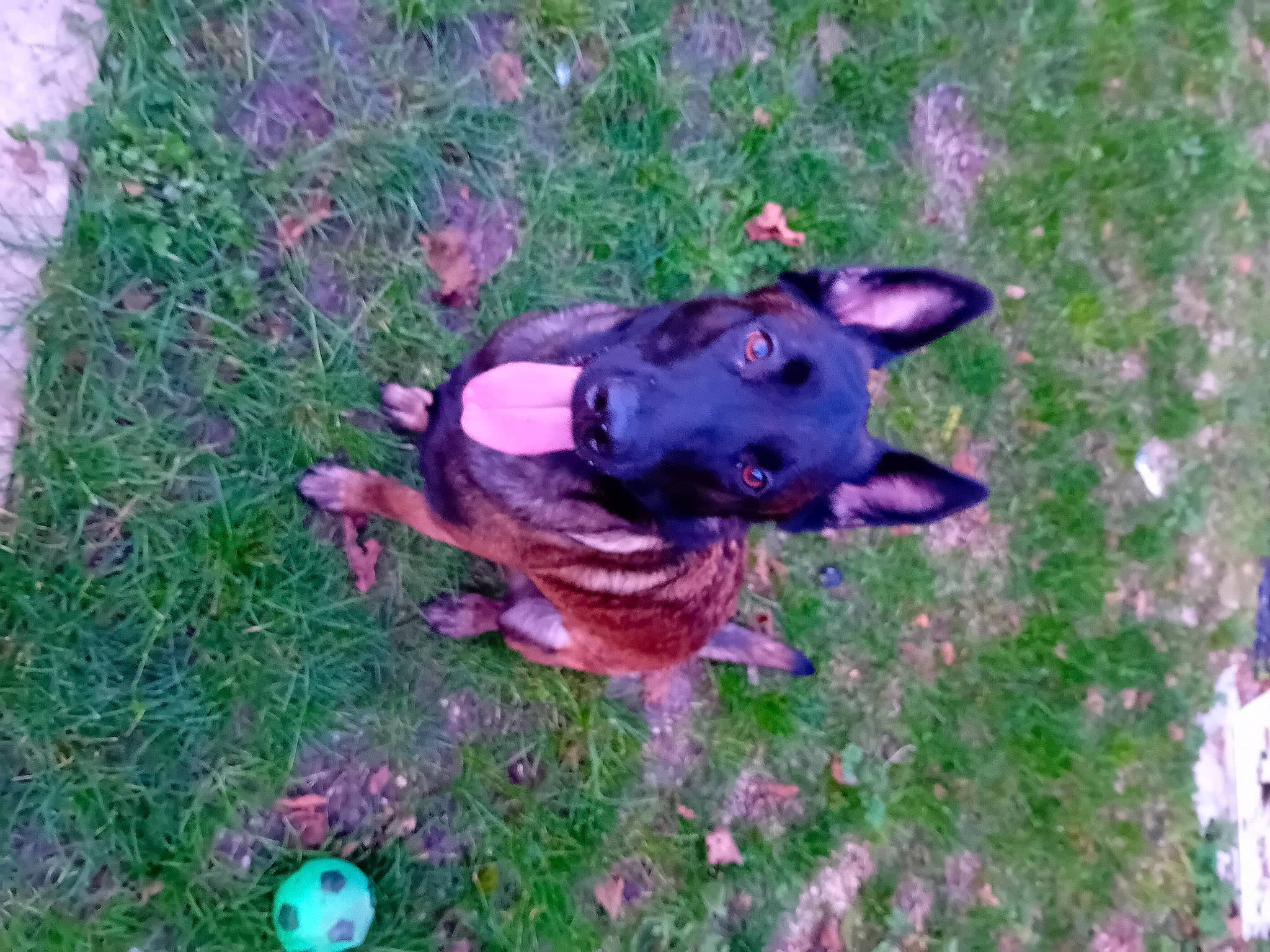 Talia a rejoint le concours — aidez-le/la à gagner de superbes lots ! canidae, carnivore, companion_dog, dog, dog_breed, dog_supply, fawn, grass, groundcover, guard_dog, hunting_dog, liver, non_sporting_group, plant, tail, terrestrial_animal, toy_dog, working_animal, working_dog