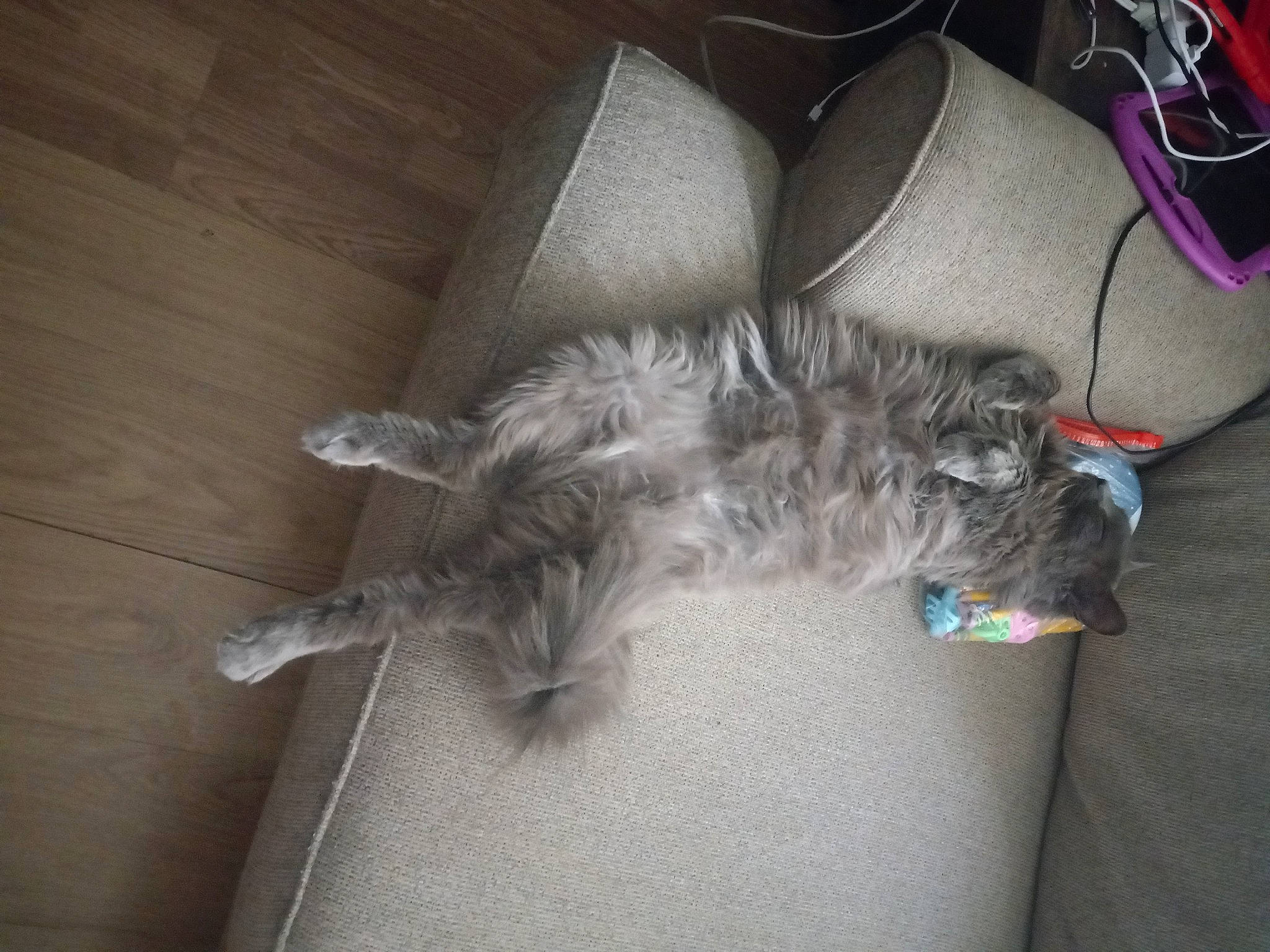 Sparky is registered to the contest to win money with this photo: canidae, carnivore, cat, comfort, companion_dog, dog_breed, domestic_short_haired_cat, felidae, flooring, fur, grey, hardwood, human_leg, nap, paw, small_to_medium_sized_cats, sporting_group, tail, whiskers, wood