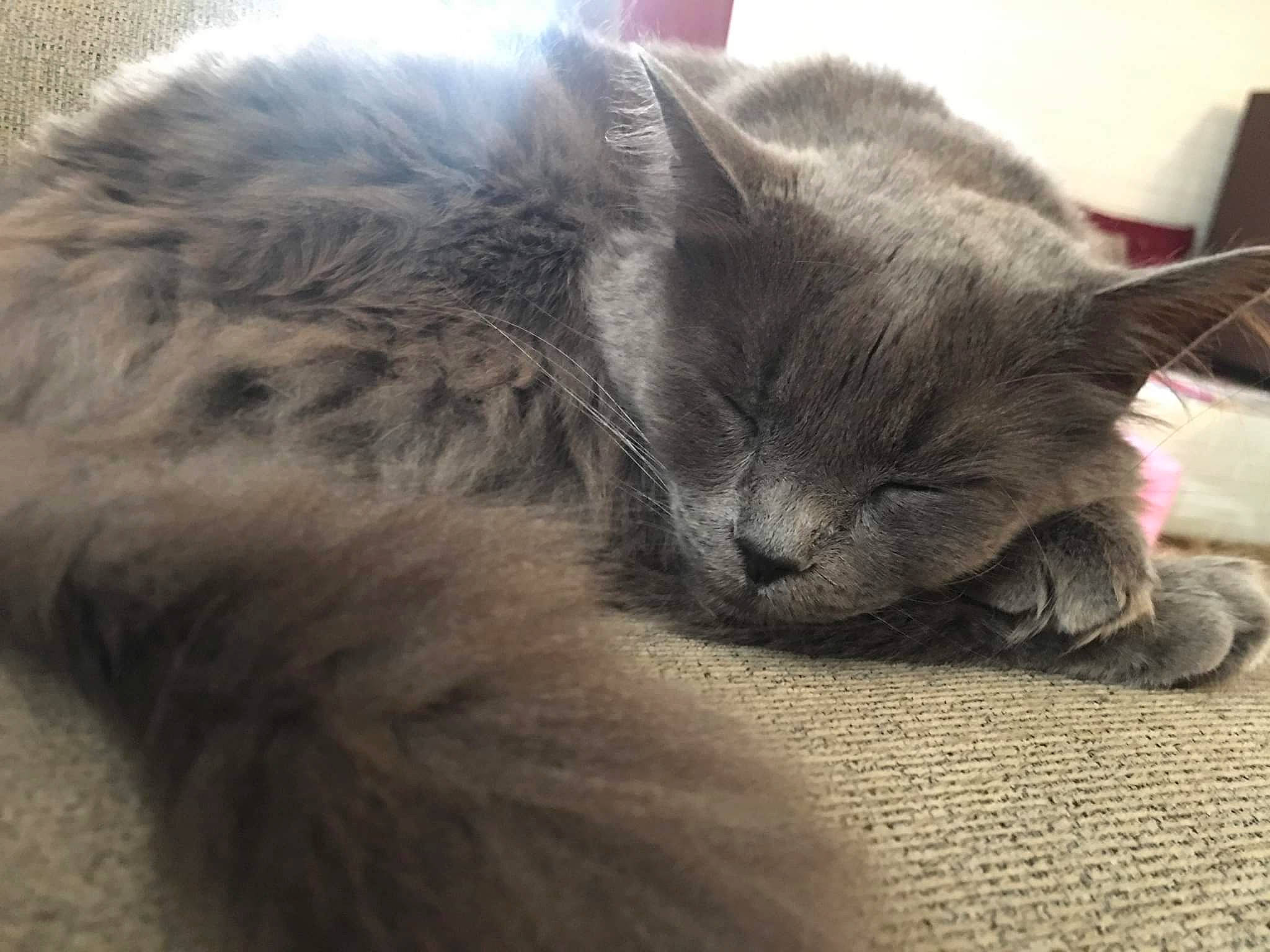 Sparky joined the competition — help win amazing prizes! carnivore, cat, claw, comfort, domestic_short_haired_cat, ear, felidae, fur, grey, nap, paw, russian_blue, sleep, small_to_medium_sized_cats, snout, tail, terrestrial_animal, whiskers