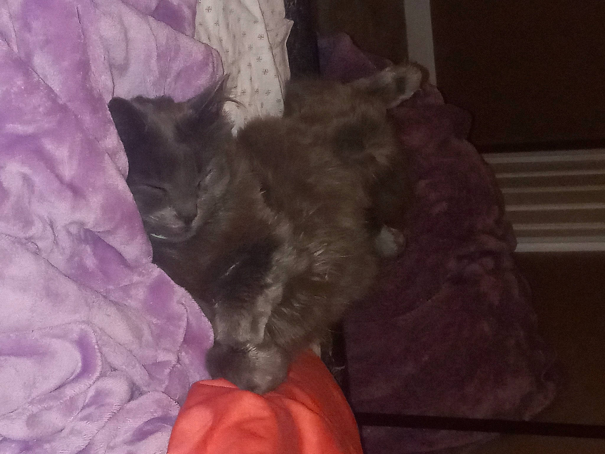 Sparky is registered to the contest to win money with this photo: black_cat, canidae, carnivore, cat, claw, comfort, dog_breed, domestic_short_haired_cat, fawn, felidae, fur, grey, liver, magenta, nap, purple, small_to_medium_sized_cats, snout, tail, whiskers