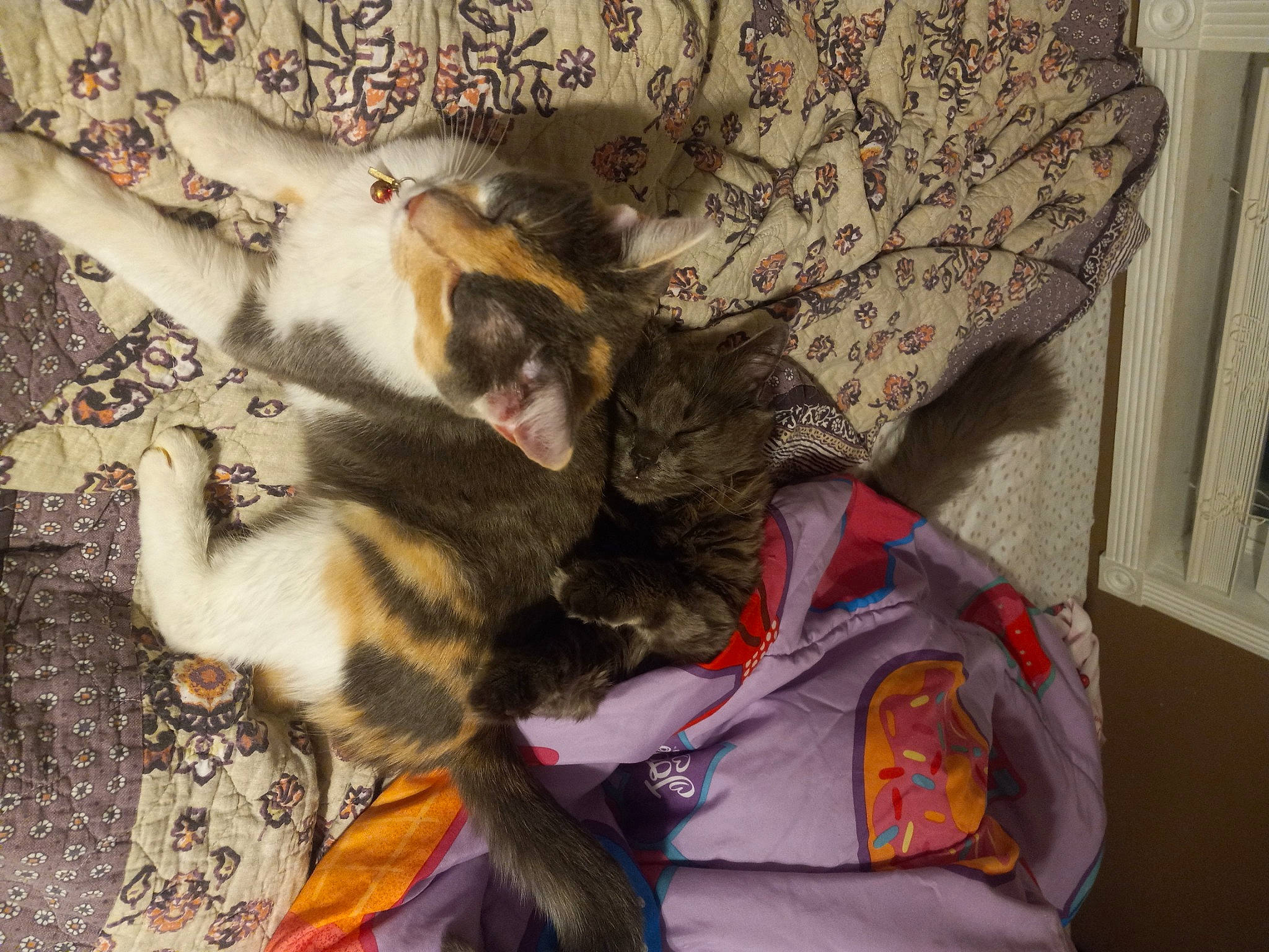 Sparky is registered to the contest to win money with this photo: baggage, carnivore, cat, claw, comfort, companion_dog, dog_breed, domestic_short_haired_cat, felidae, fur, linens, luggage_and_bags, nap, paw, small_to_medium_sized_cats, sporting_group, tail, whiskers