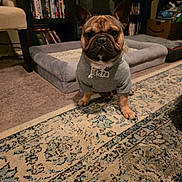 Rocco is registered to the contest to win money with this photo: dog, french_bulldog, pet, indoor, carpet, rug, clothing, necklace, sitting, animal, living_room, furniture, book_shelf, dog_bed, cute, portrait, brown, black, ears, floor