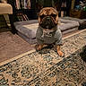 dog, french_bulldog, pet, indoor, carpet, rug, clothing, necklace, sitting, animal, living_room, furniture, book_shelf, dog_bed, cute, portrait, brown, black, ears, floor